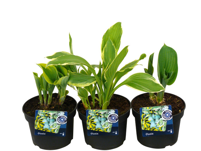 Hosta mix 13 cm potte